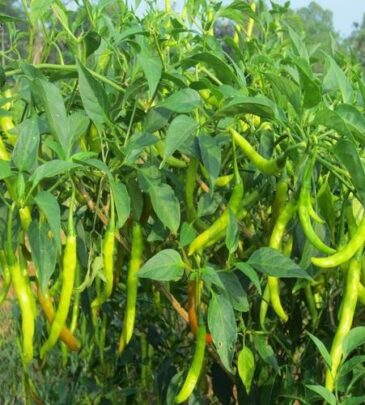 Chilli Cultivation