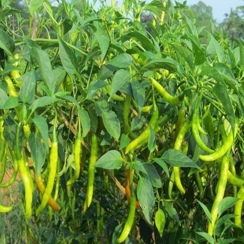 green-chilli-plant-500×500-2