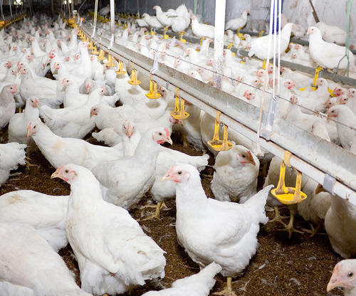 poultry-farming-500×500-1